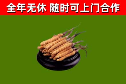 海淀区烟酒回收冬虫夏草.jpg